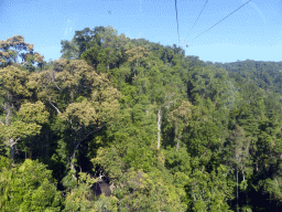 Tropical rainforest west of Smithfield, viewed from the Skyrail Rainforest Cableway gondola