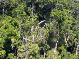 Tropical rainforest west of Smithfield, viewed from the Skyrail Rainforest Cableway gondola