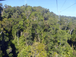 Tropical rainforest west of Smithfield, viewed from the Skyrail Rainforest Cableway gondola