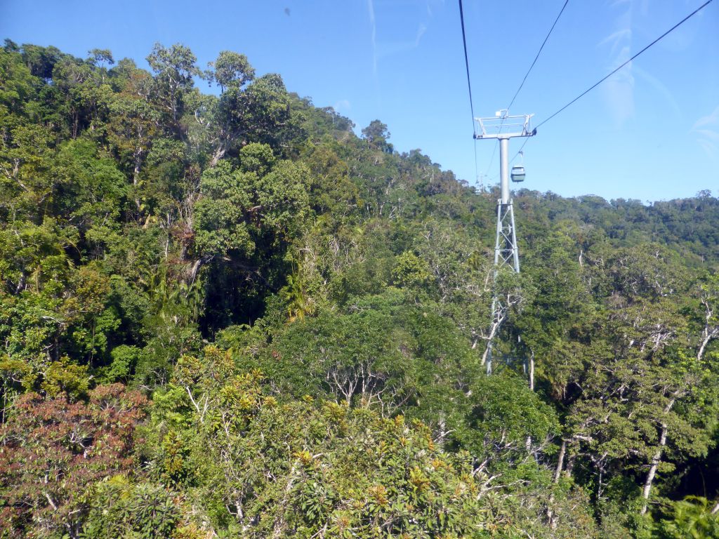 Tropical rainforest west of Smithfield, viewed from the Skyrail Rainforest Cableway gondola