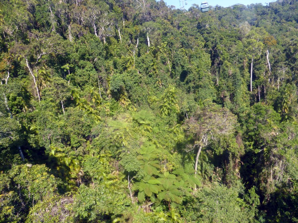 Tropical rainforest west of Smithfield, viewed from the Skyrail Rainforest Cableway gondola