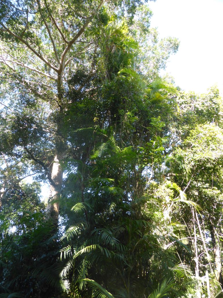 Trees at the boardwalk at Red Peak Skyrail Station