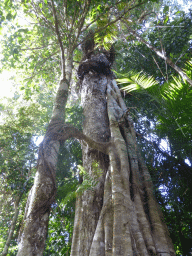 Trees with vines at the boardwalk at Red Peak Skyrail Station