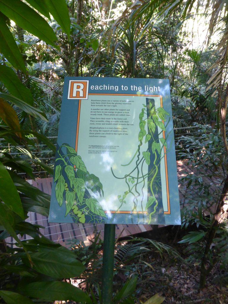 Information on vines at the boardwalk at Red Peak Skyrail Station