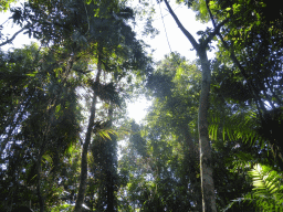 Trees at the boardwalk at Red Peak Skyrail Station