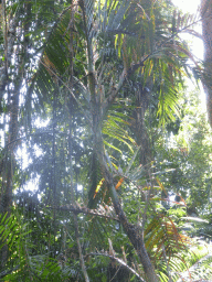 Plant at the boardwalk at Red Peak Skyrail Station