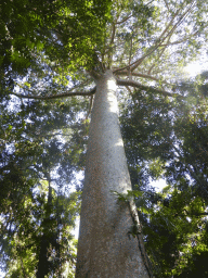 Kauri Pine at the boardwalk at Red Peak Skyrail Station