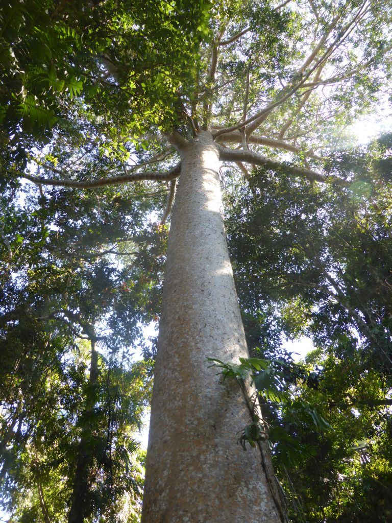 Kauri Pine at the boardwalk at Red Peak Skyrail Station