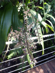 Flowers at the boardwalk at Red Peak Skyrail Station