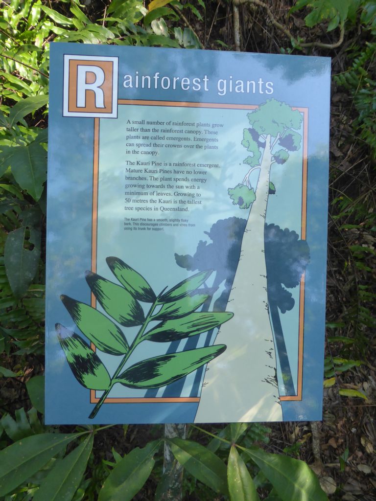 Information on the Kauri Pine at the boardwalk at Red Peak Skyrail Station