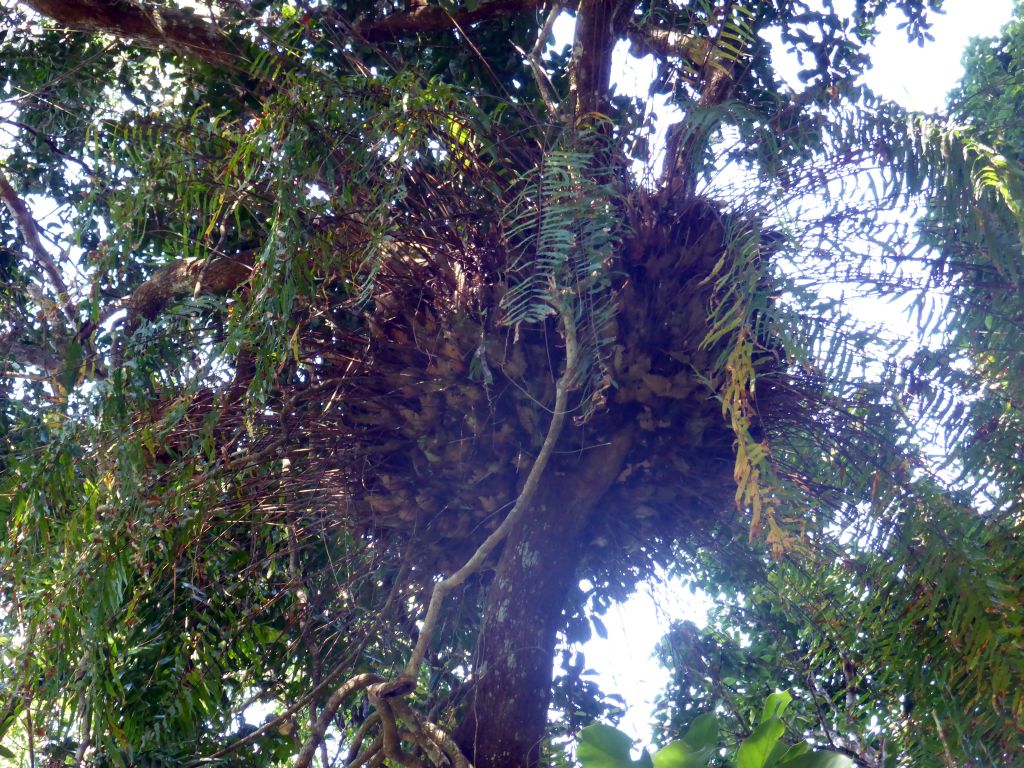 Tree at the boardwalk at Red Peak Skyrail Station