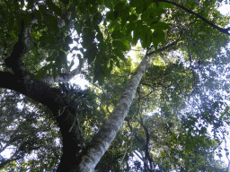 Tree at the boardwalk at Red Peak Skyrail Station