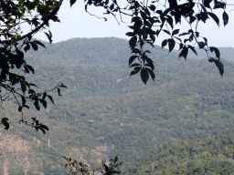 Tropical rainforest, viewed from the viewpoint at Red Peak Skyrail Station