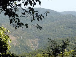 Tropical rainforest, viewed from the viewpoint at Red Peak Skyrail Station