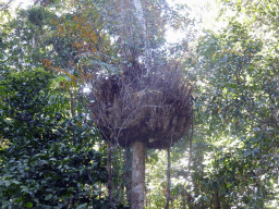 Tree with plant growing on it, at the boardwalk at Red Peak Skyrail Station