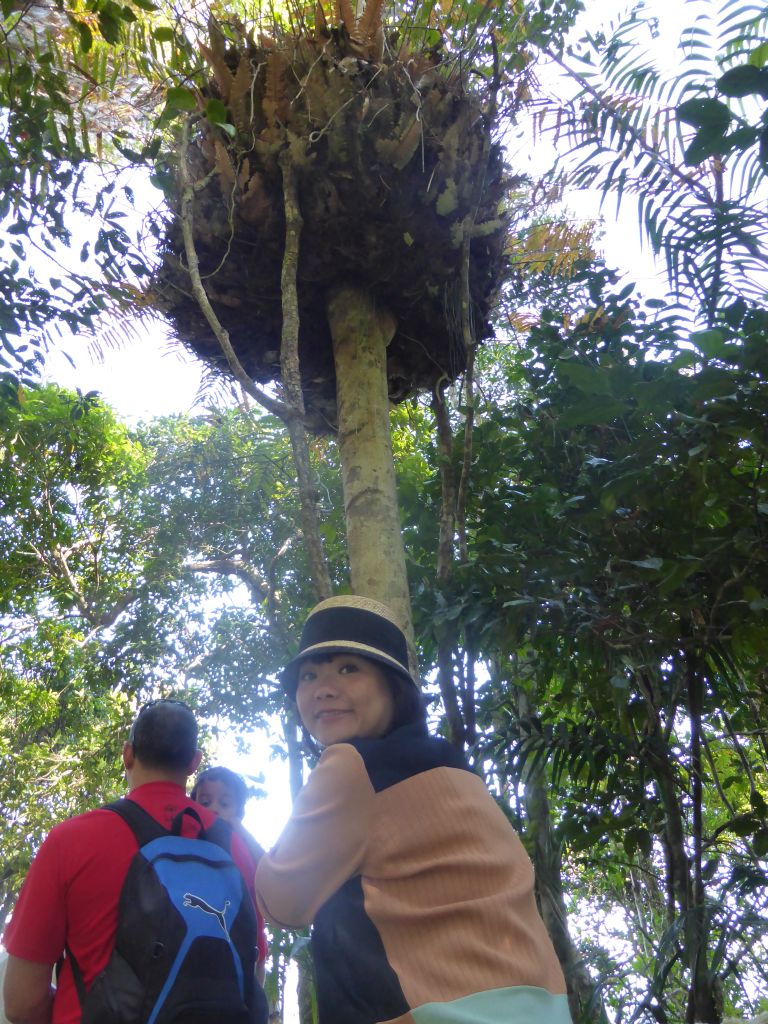 Miaomiao and a tree with plant growing on it, at the boardwalk at Red Peak Skyrail Station