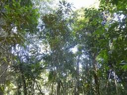 Trees at the viewpoint at Red Peak Skyrail Station