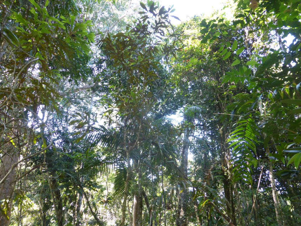 Trees at the viewpoint at Red Peak Skyrail Station