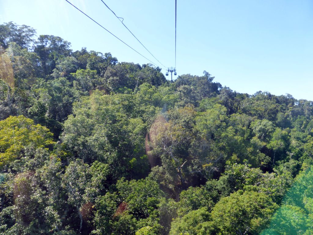 Tropical rainforest northwest of Red Peak Skyrail Station, viewed from the Skyrail Rainforest Cableway gondola