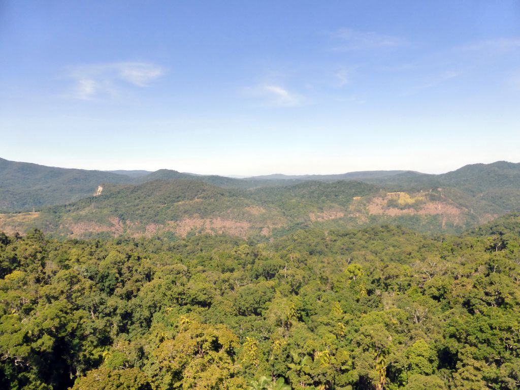 Tropical rainforest northwest of Red Peak Skyrail Station, viewed from the Skyrail Rainforest Cableway gondola