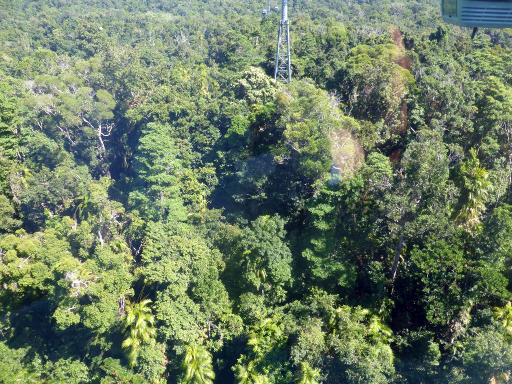 Tropical rainforest northwest of Red Peak Skyrail Station, viewed from the Skyrail Rainforest Cableway gondola