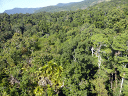 Tropical rainforest northwest of Red Peak Skyrail Station, viewed from the Skyrail Rainforest Cableway gondola