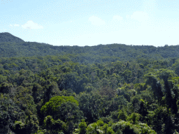 Tropical rainforest northwest of Red Peak Skyrail Station, viewed from the Skyrail Rainforest Cableway gondola