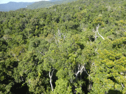 Tropical rainforest northwest of Red Peak Skyrail Station, viewed from the Skyrail Rainforest Cableway gondola