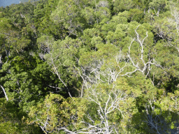 Tropical rainforest northwest of Red Peak Skyrail Station, viewed from the Skyrail Rainforest Cableway gondola