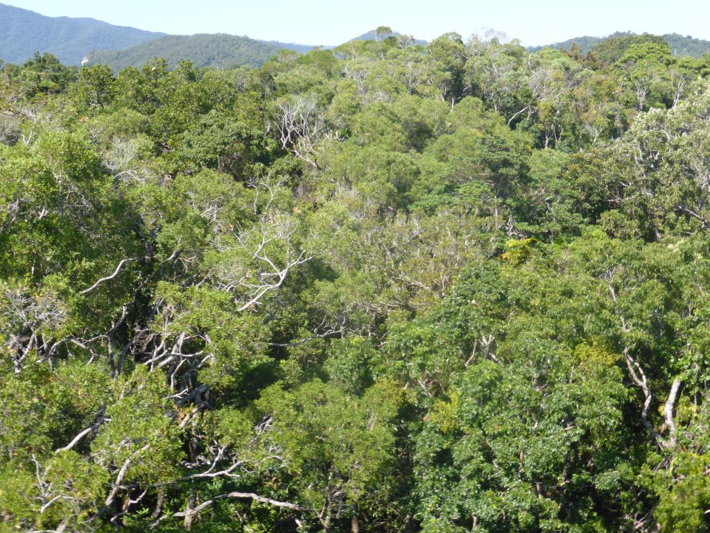 Tropical rainforest northwest of Red Peak Skyrail Station, viewed from the Skyrail Rainforest Cableway gondola