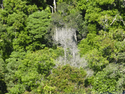 Tropical rainforest with bare trees northwest of Red Peak Skyrail Station, viewed from the Skyrail Rainforest Cableway gondola
