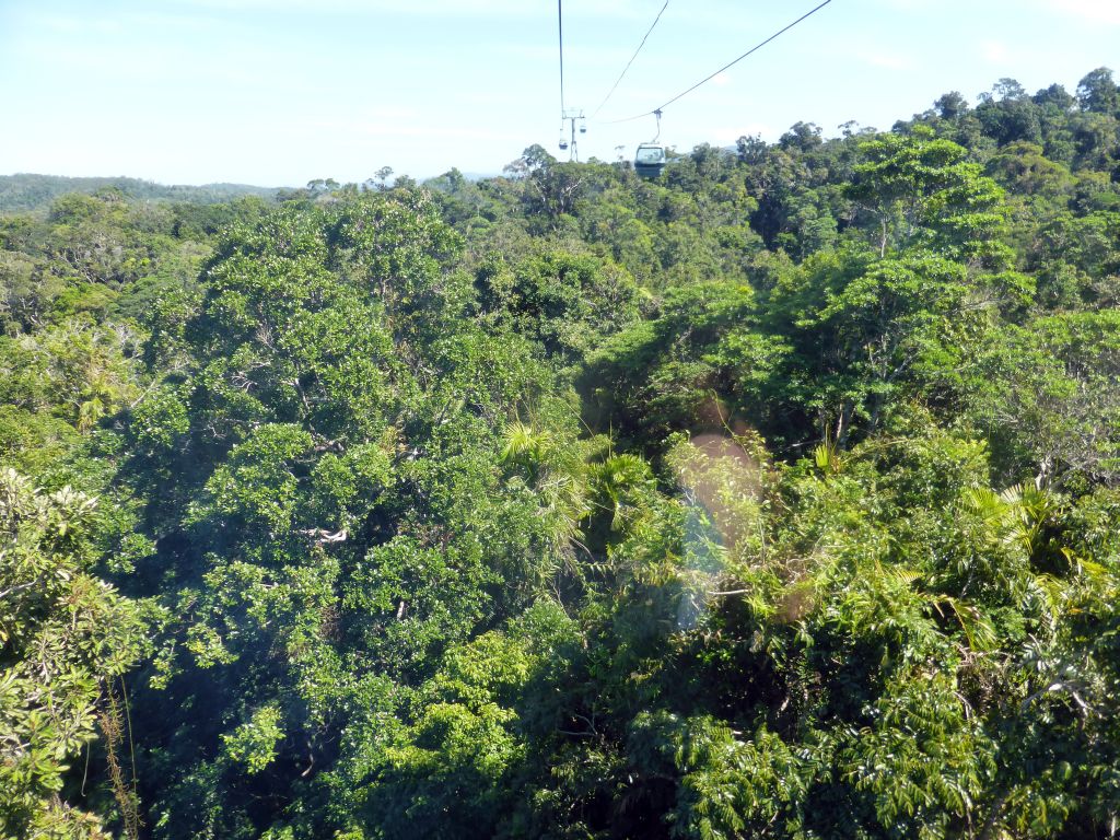 Tropical rainforest northwest of Red Peak Skyrail Station, viewed from the Skyrail Rainforest Cableway gondola