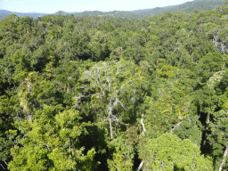 Tropical rainforest northwest of Red Peak Skyrail Station, viewed from the Skyrail Rainforest Cableway gondola