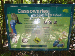 Information on Cassowaries, at the Barron Falls Skyrail Station