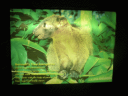 Information on the Bennett`s Tree Kangaroo, at the visitor centre of the Barron Falls Skyrail Station