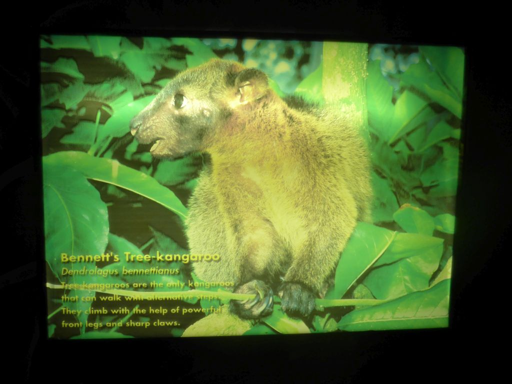 Information on the Bennett`s Tree Kangaroo, at the visitor centre of the Barron Falls Skyrail Station