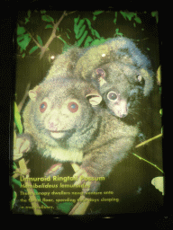 Information on the Lemuroid Ringtail Possum, at the visitor centre of the Barron Falls Skyrail Station