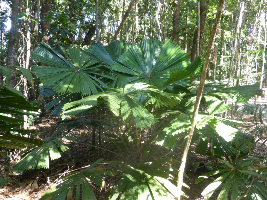 Ferns at the Barron Falls Skyrail Station