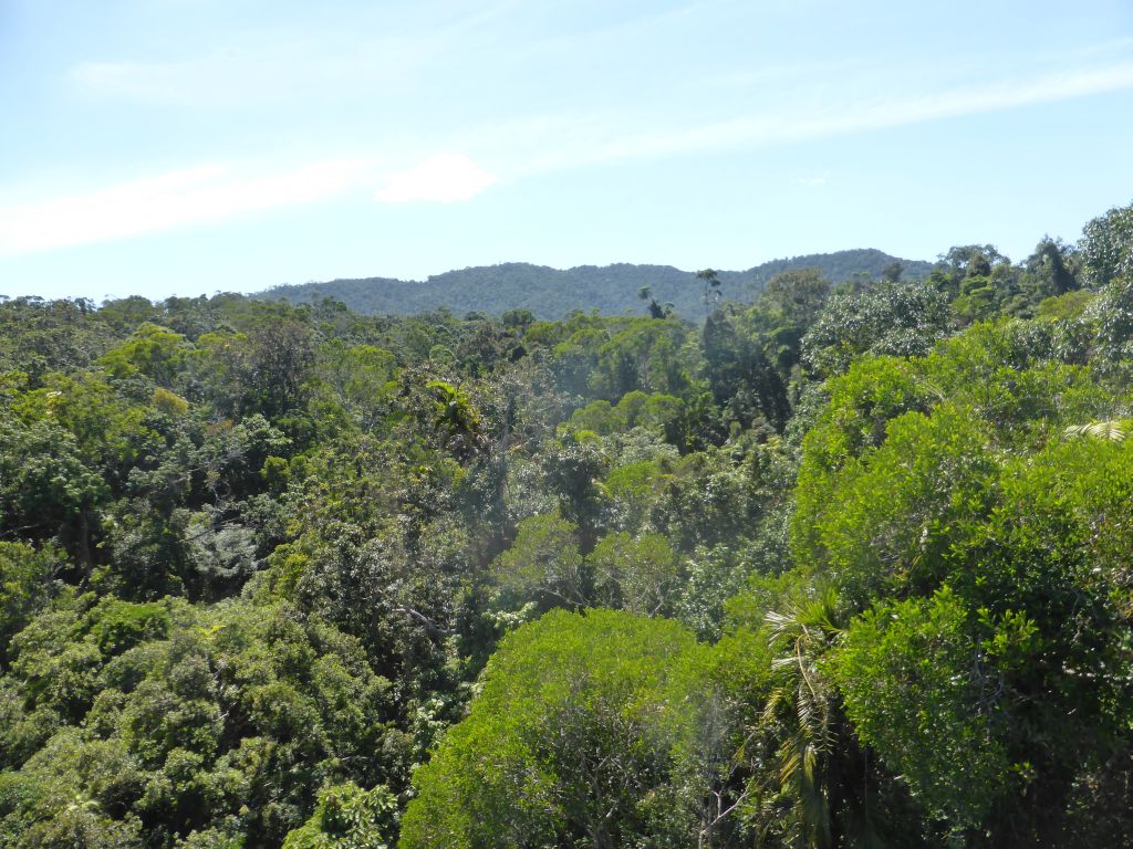 Tropical rainforest northwest of Barron Falls Skyrail Station, viewed from the Skyrail Rainforest Cableway gondola