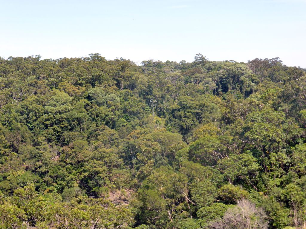 Tropical rainforest northwest of Barron Falls Skyrail Station, viewed from the Skyrail Rainforest Cableway gondola