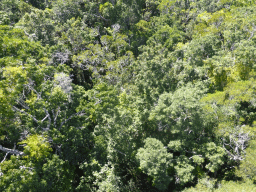 Tropical rainforest northwest of Barron Falls Skyrail Station, viewed from the Skyrail Rainforest Cableway gondola