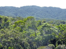 Tropical rainforest northwest of Barron Falls Skyrail Station, viewed from the Skyrail Rainforest Cableway gondola