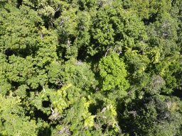 Top of the trees at the tropical rainforest northwest of Barron Falls Skyrail Station, viewed from the Skyrail Rainforest Cableway gondola