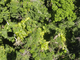 Top of the trees at the tropical rainforest northwest of Barron Falls Skyrail Station, viewed from the Skyrail Rainforest Cableway gondola