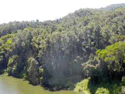 Mangrove trees at the Barron River, viewed from the Skyrail Rainforest Cableway gondola