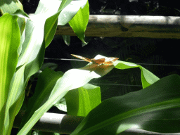 Butterfly at the Australian Butterfly Sanctuary