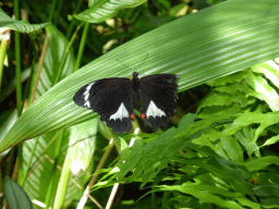 Butterfly at the Australian Butterfly Sanctuary