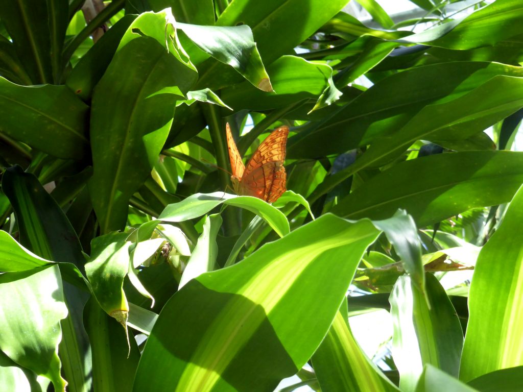 Butterfly at the Australian Butterfly Sanctuary