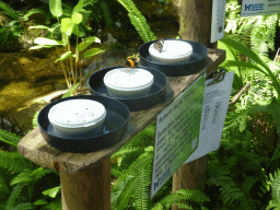 Butterfly Nectar Feeding Station at the Australian Butterfly Sanctuary