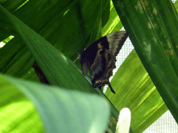 Butterfly at the Australian Butterfly Sanctuary